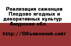 Реализация саженцев Плодово-ягодных и декоративных культур  - Амурская обл.  »    